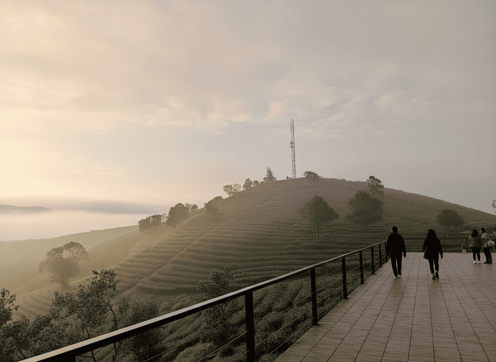 Đồi ch&egrave; Cầu Đất mang vẻ đẹp b&igrave;nh y&ecirc;n với những luống ch&egrave; xanh mướt trải d&agrave;i đến tận ch&acirc;n trời